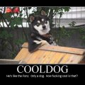 cooldog